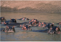 hippos2