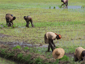 Ndop_ricefields